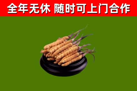 大悟县回收冬虫夏草